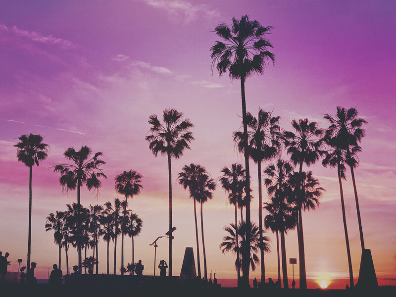 Silhouetted Palm Trees — Purple, Serene, Sunset, Photograph, Sky, People