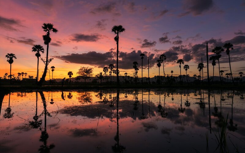 Silhouetted Palm Trees — Purple, Serene, Sunset, Photograph, Sky, Reflection