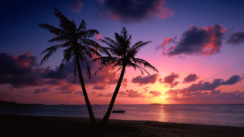 Silhouetted Palm Trees — Purple, Serene, Sunset, Photograph