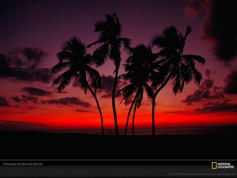 Silhouetted Palm Trees — Red, Dramatic, Sunset, Photograph, Sky, Ocean
