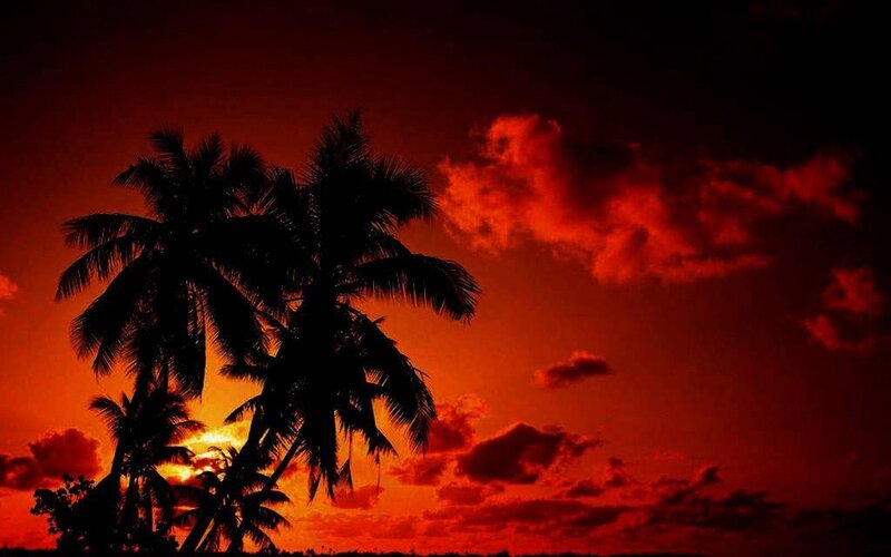 Silhouetted Palm Trees — Red, Dramatic, Sunset, Photograph, Sky