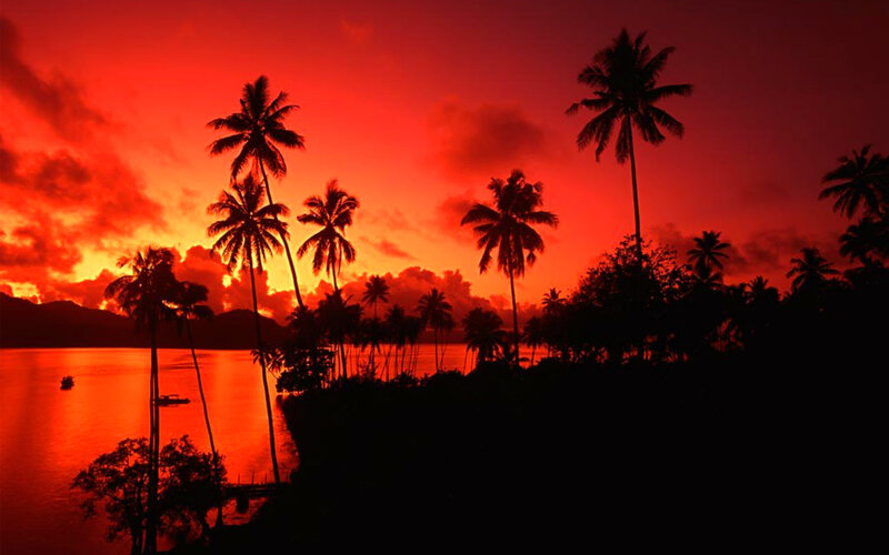 Silhouetted Palm Trees — Red, Dramatic, Sunset, Photograph