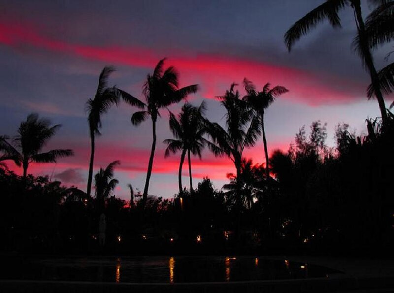 Silhouetted Palm Trees — Red, Dramatic, Sunset