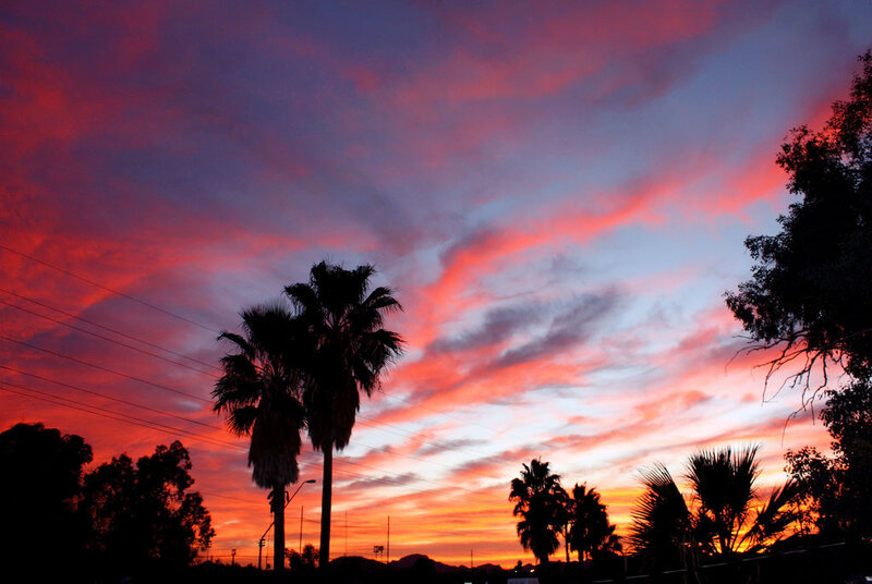 Silhouetted Palm Trees — Red