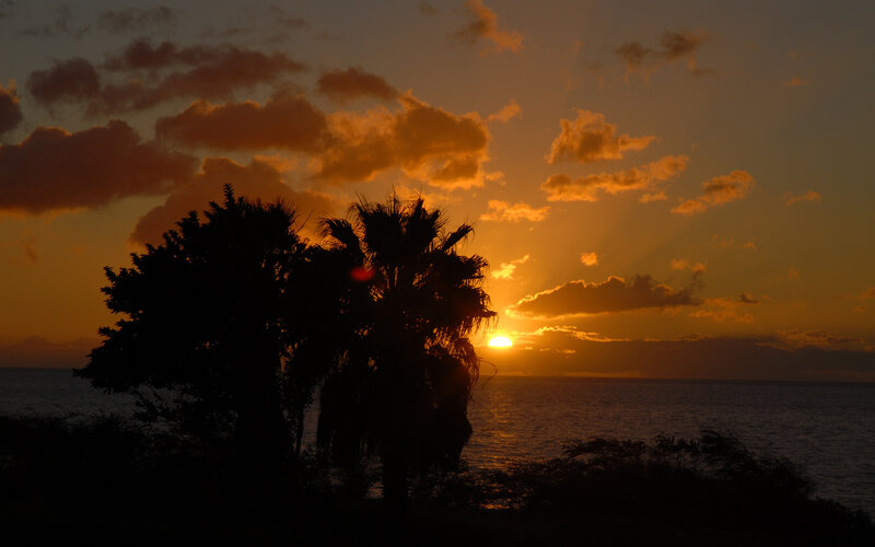 Silhouetted Palm Trees — Sun