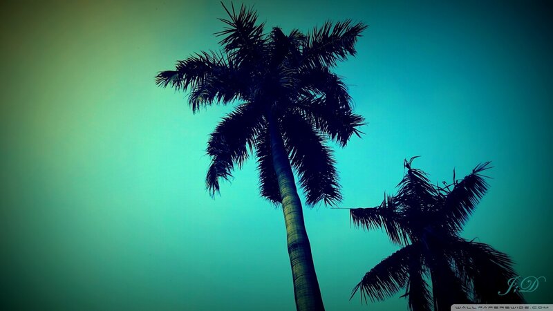 Silhouetted Palm Trees — Teal