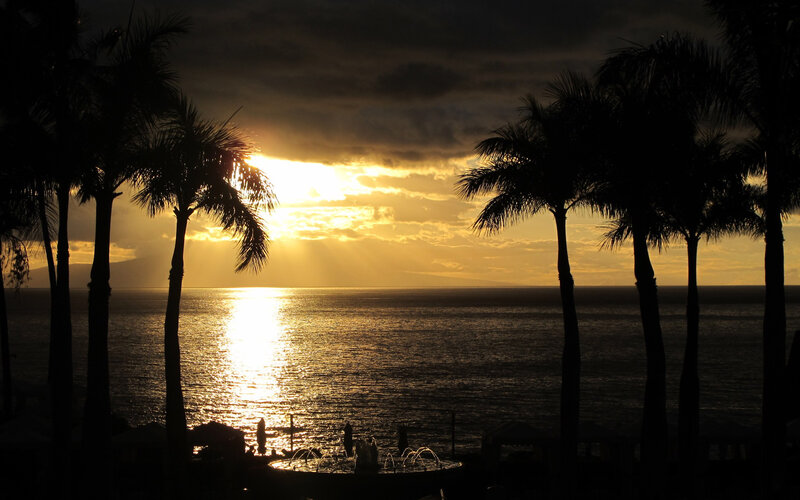 Silhouetted Palm Trees