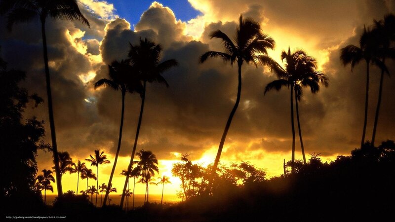 Silhouetted Palm Trees — Yellow, Dramatic, Sunset, Photograph, Clouds, Sky