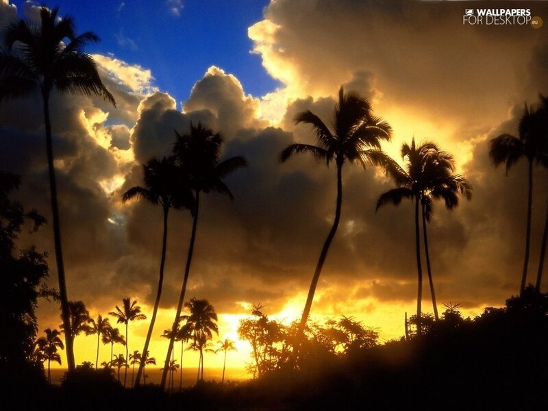 Silhouetted Palm Trees — Yellow, Dramatic, Sunset, Photograph, Clouds