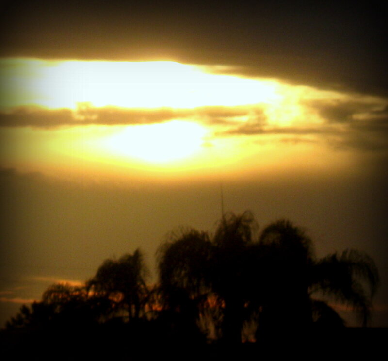 Silhouetted Palm Trees — Yellow, Dramatic, Sunset, Photograph