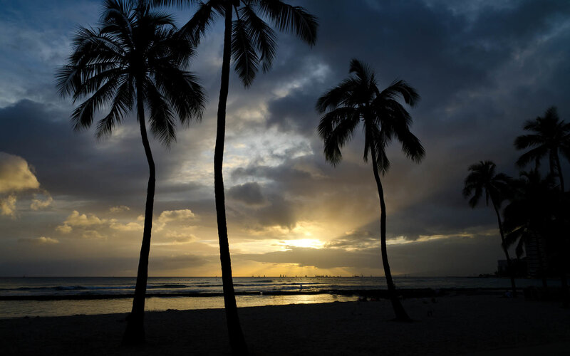 Silhouetted Palm Trees — Yellow, Dramatic, Sunset