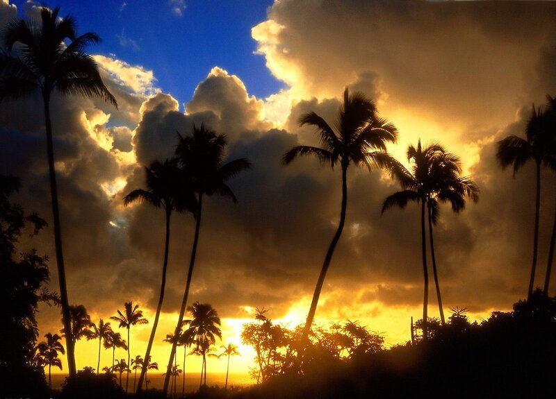 Silhouetted Palm Trees — Yellow, Dramatic