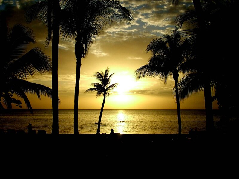 Silhouetted Palm Trees — Yellow, Serene, Sunset, Photograph, Ocean, Sun