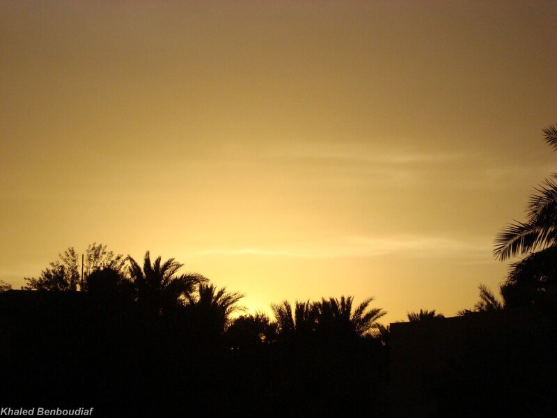 Silhouetted Palm Trees — Yellow, Serene, Sunset, Photograph, Sky, Building