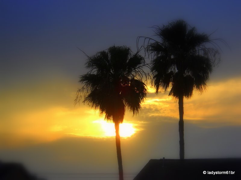 Silhouetted Palm Trees — Yellow, Serene, Sunset, Photograph