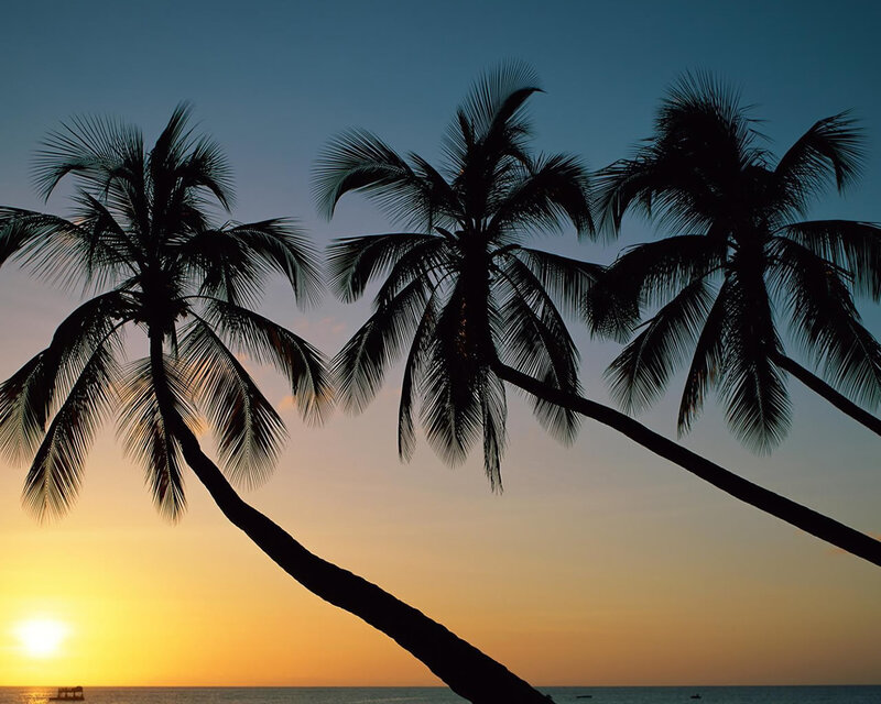 Silhouetted Palm Trees — Yellow, Serene