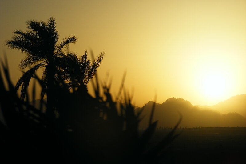 Silhouetted Palm Trees — Yellow