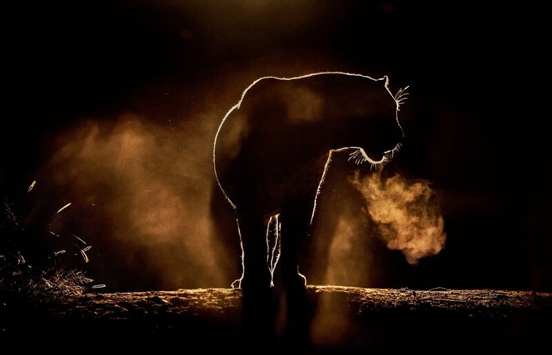 Silhouetted Panther