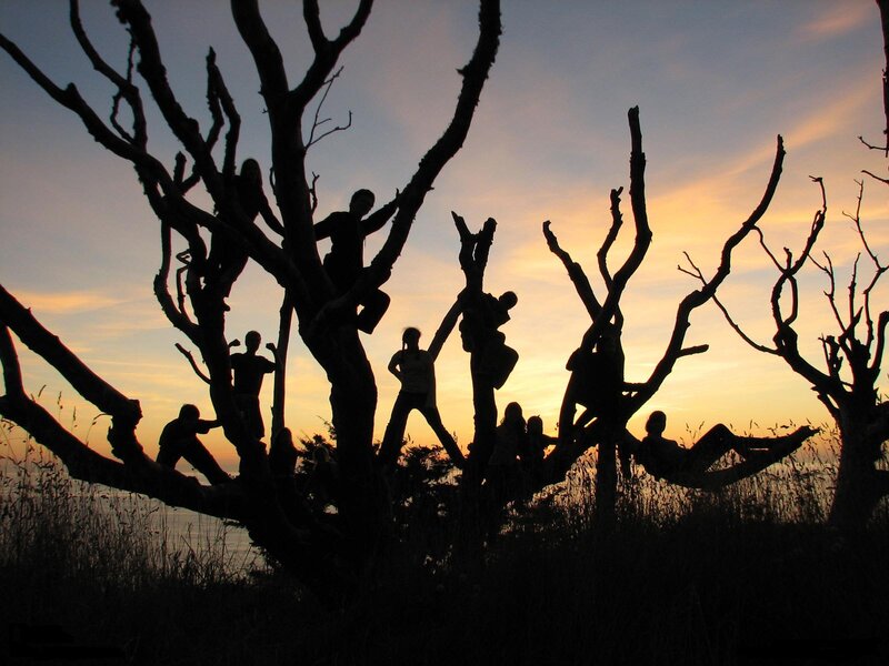 Silhouetted People in Tree