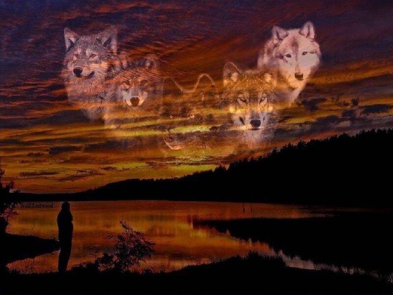 Silhouetted Person Watching Wolves