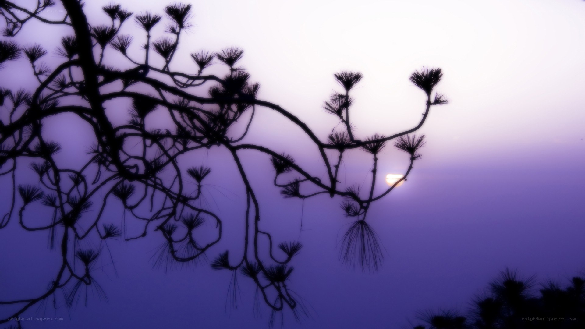 Silhouetted pine branches at dusk
