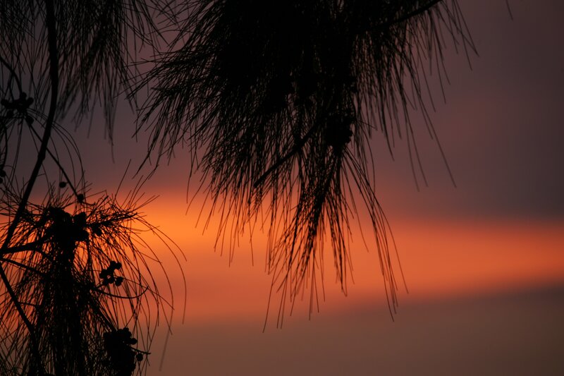 Silhouetted pine branches at sunset