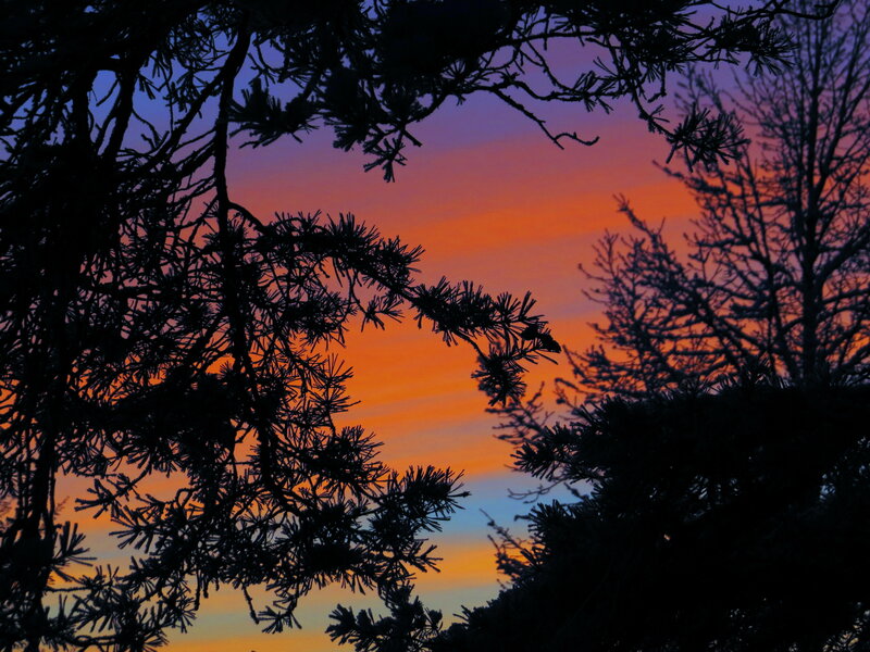 Silhouetted Pine Branches — Orange