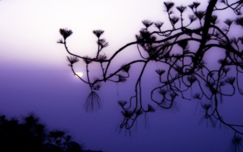 Silhouetted Pine Branches — Purple, Serene, Sunset