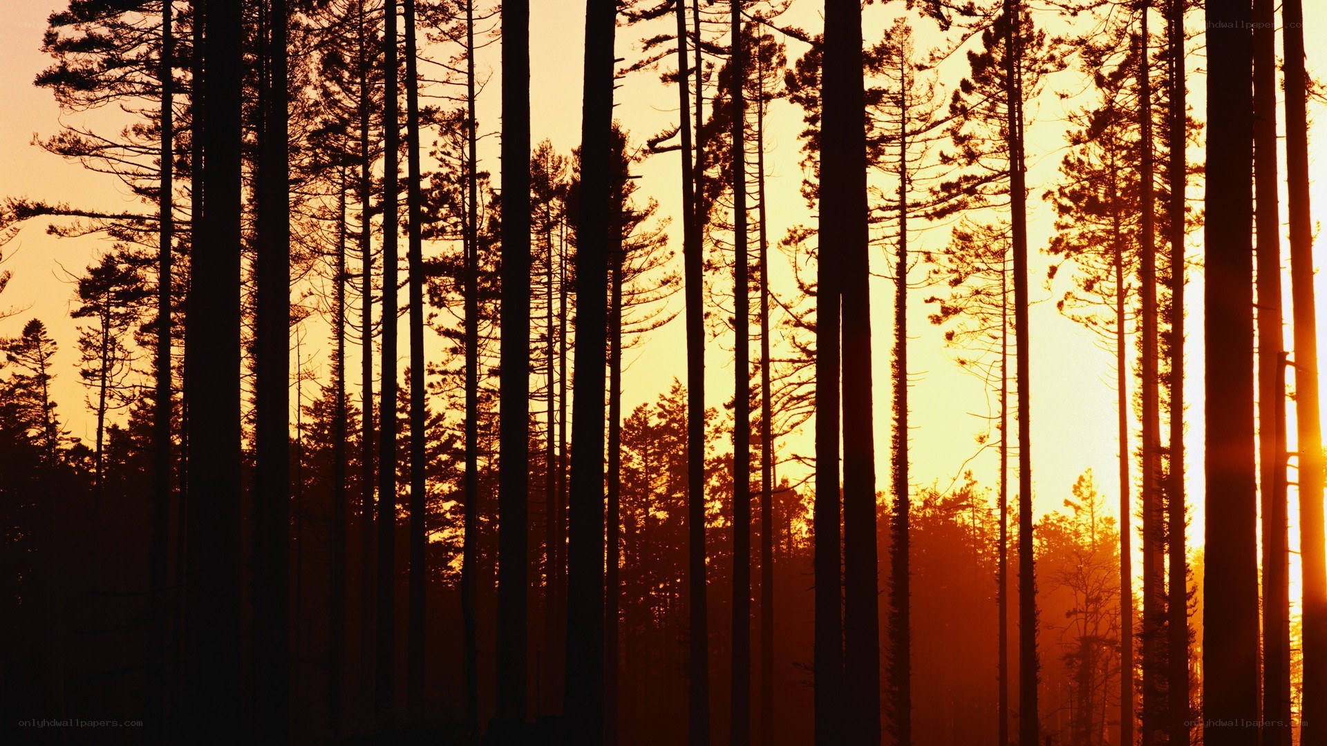 Silhouetted pine forest at sunset