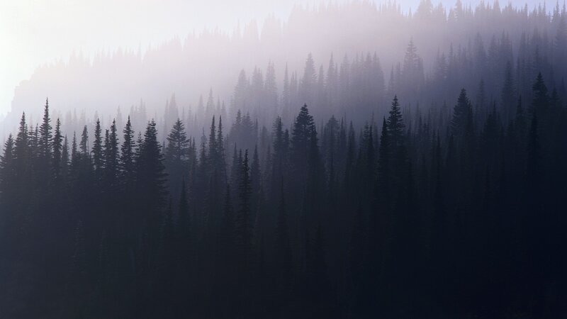Silhouetted Pine Forest