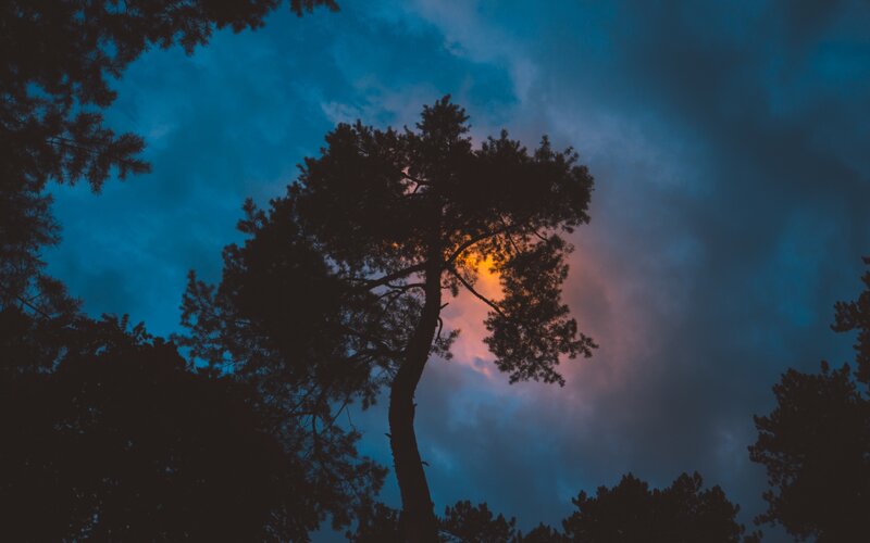 Silhouetted Pine Tree — Blue, Dramatic, Sunset, Photograph