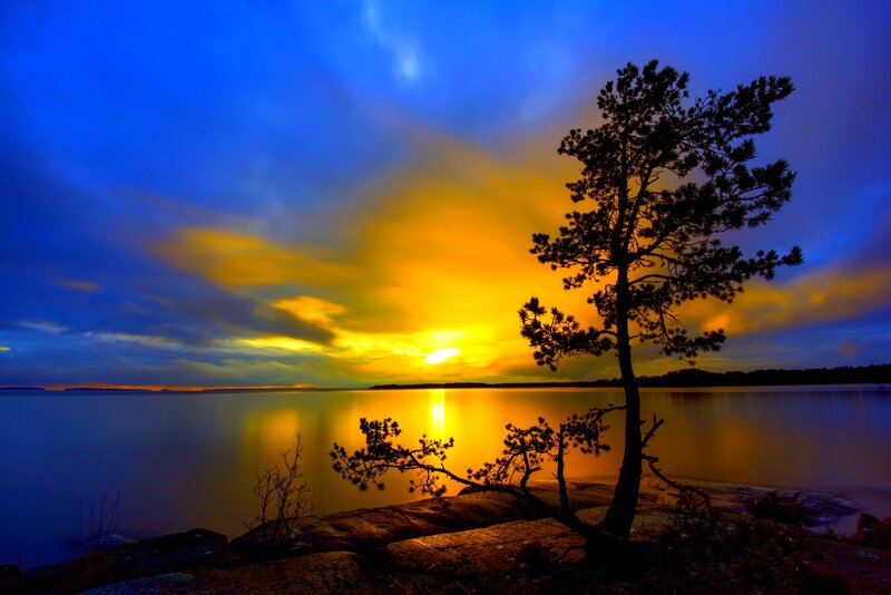 Silhouetted Pine Tree — Blue, Dramatic