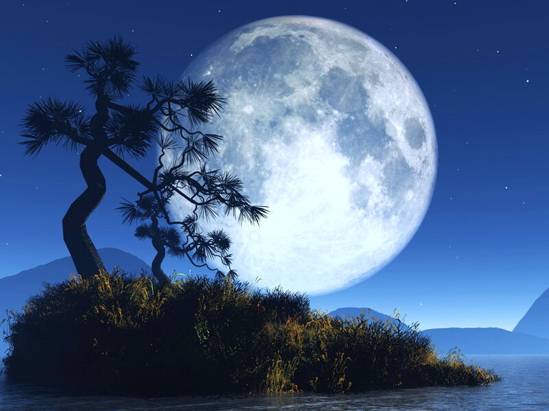 Silhouetted Pine Tree — Blue, Serene, Night