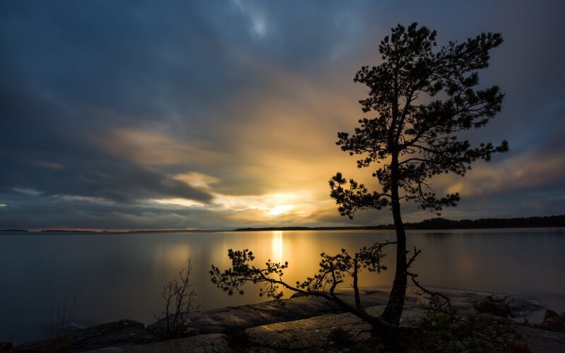 Silhouetted Pine Tree — Blue, Serene, Sunset