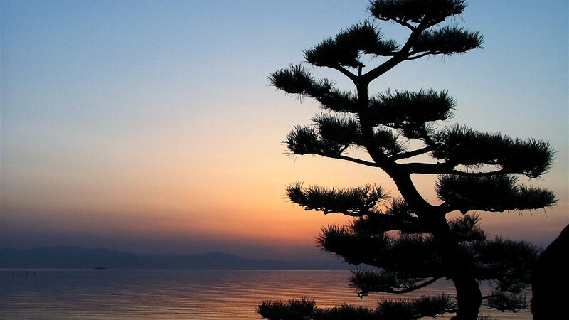 Silhouetted Pine Tree — Blue, Serene