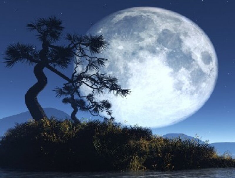 Silhouetted Pine Tree — Blue