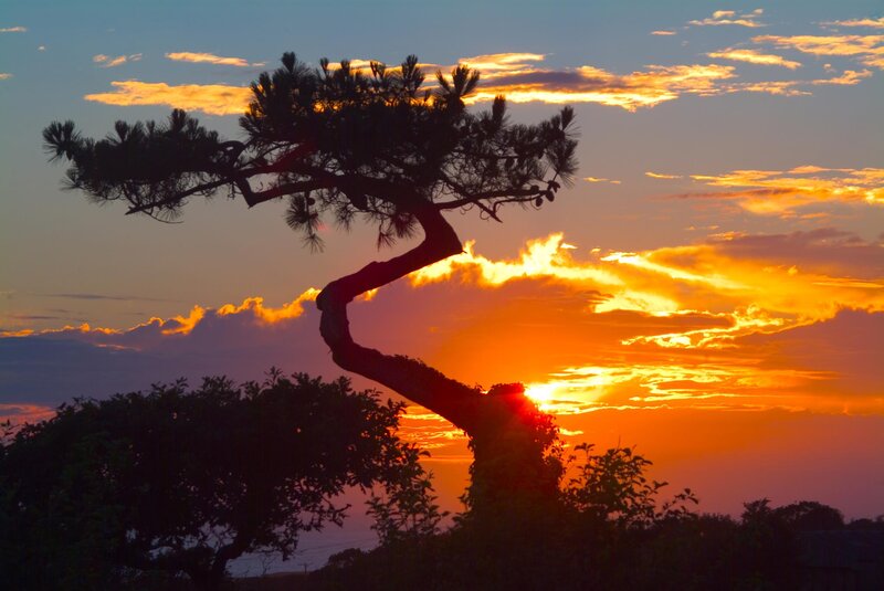Silhouetted Pine Tree — Orange, Dramatic