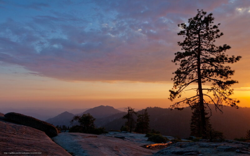 Silhouetted Pine Tree — Orange, Serene, Sunset