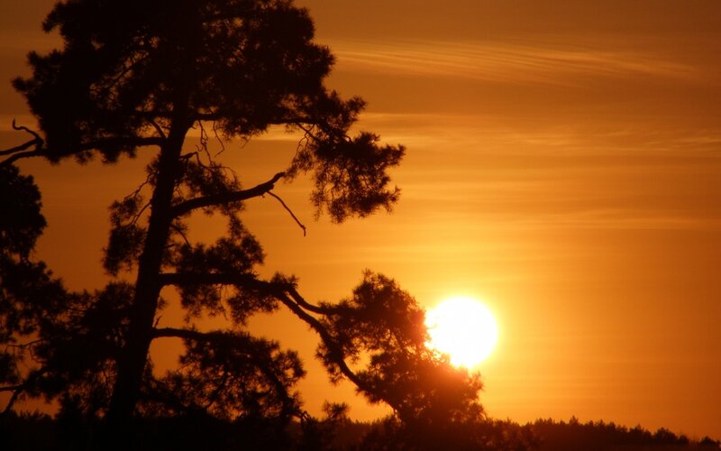 Silhouetted Pine Tree — Orange, Serene