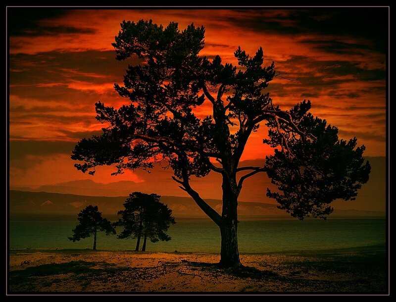 Silhouetted Pine Tree — Orange
