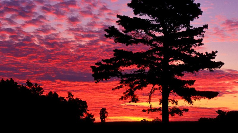 Silhouetted Pine Tree — Red