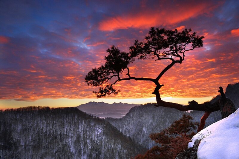 Silhouetted Pine Tree