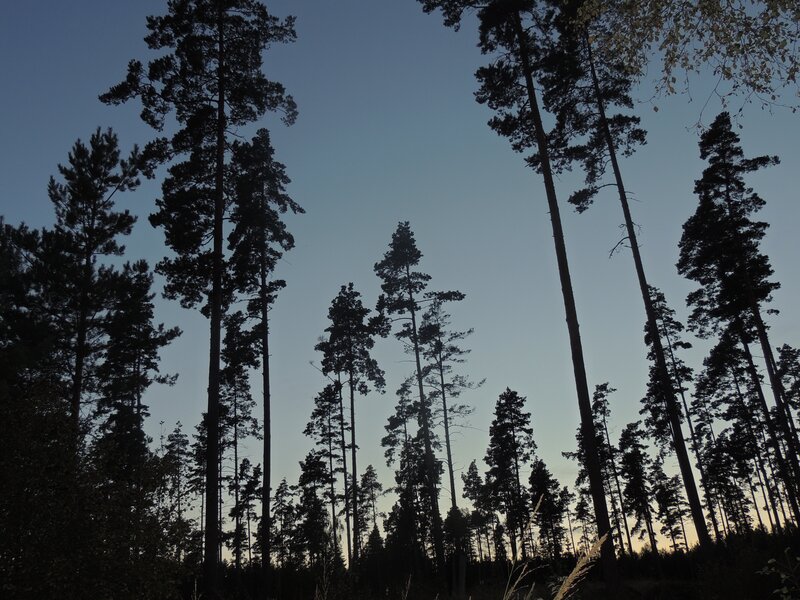 Silhouetted pine trees at dusk