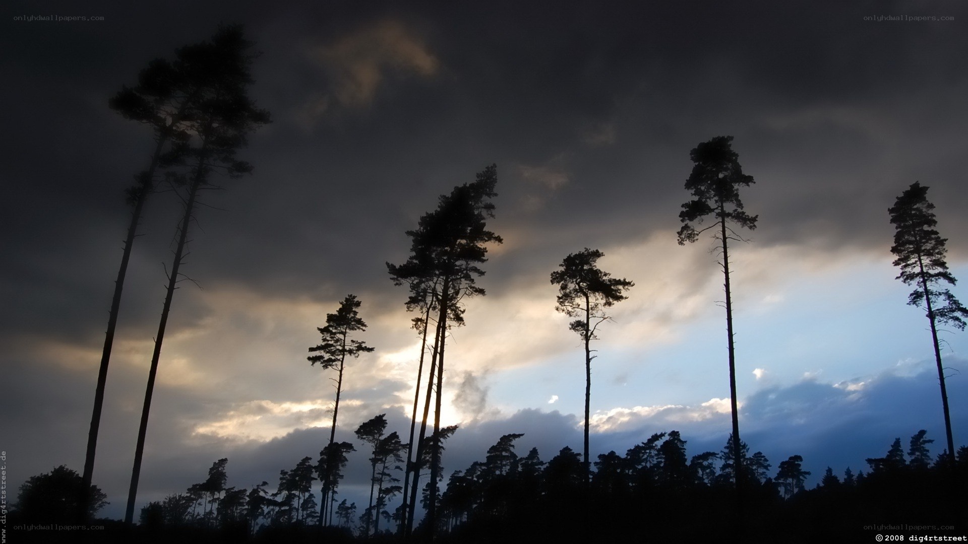 Silhouetted pine trees at dusk