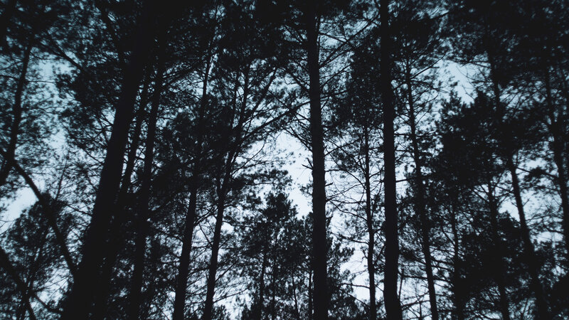 Silhouetted Pine Trees — Black, Dark, Night