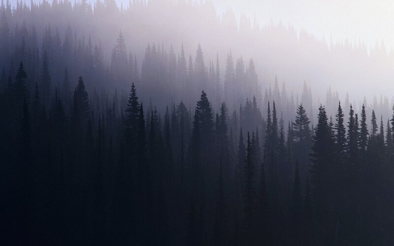 Silhouetted Pine Trees — Black, Misty