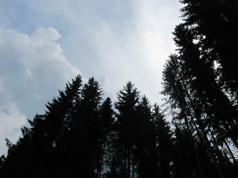 Silhouetted Pine Trees — Black, Serene, Afternoon