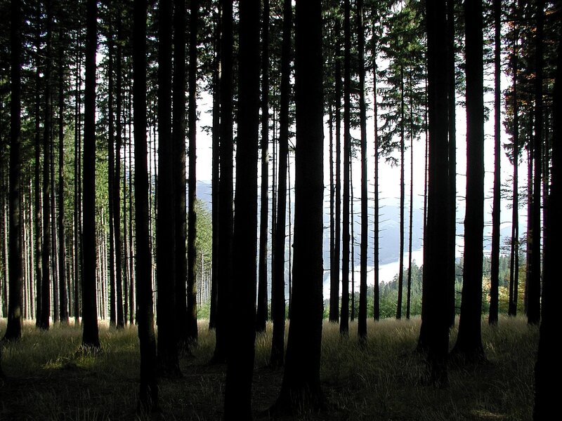 Silhouetted Pine Trees — Black, Serene