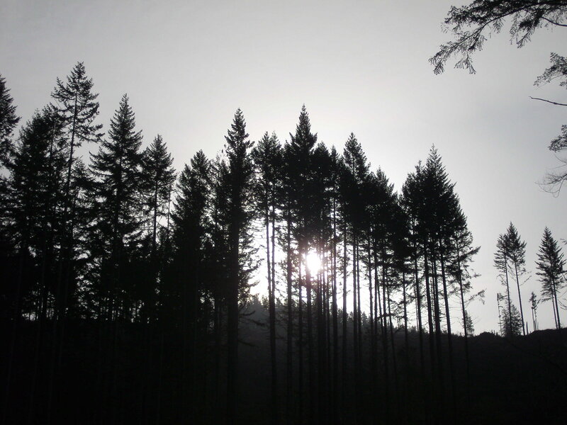 Silhouetted Pine Trees — Black