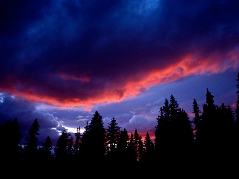 Silhouetted Pine Trees — Blue, Dramatic, Sunset, Photograph, Sky